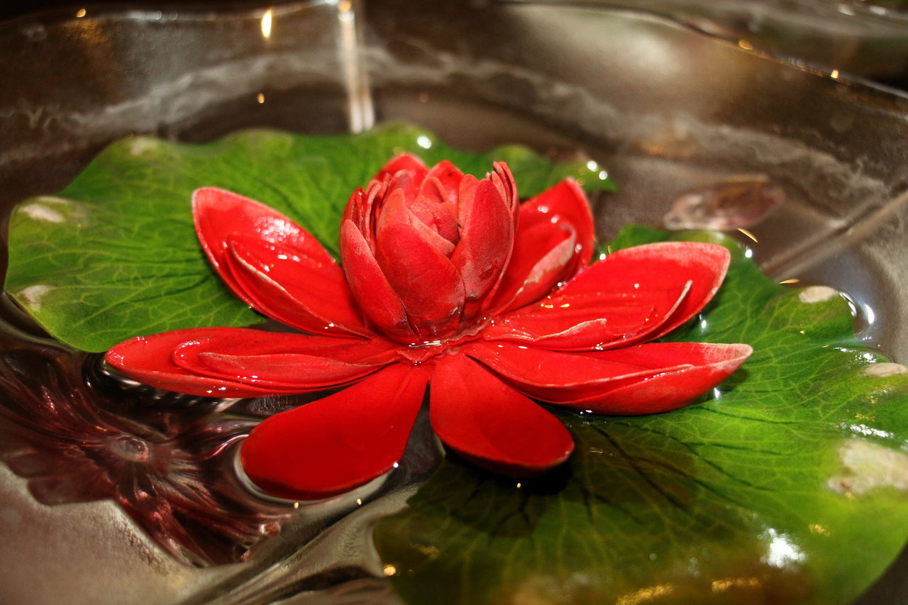 5 BOWL LOTUS Mixed Colors Dwarf Nelumbo Nucifera Aquatic Flower Seeds