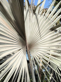 5 SILVER SAW PALMETTO Serenoa Repens American Dwarf Palm Tree Shrub Edible Fruit Sun or Shade Seeds