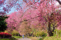 5 HIMALAYAN CHERRY Prunus Cerasoides Pink Flowers Red Fruit Tree Seeds