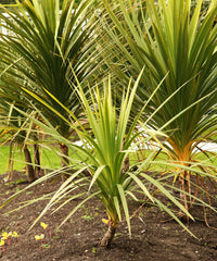 25 BLUE DRACAENA ( Spikes / Broad Leaved Cabbage Tree / Mountain Cabbage ) Cordyline Indivisa Flower Seeds