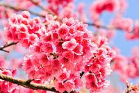 5 HIMALAYAN CHERRY Prunus Cerasoides Pink Flowers Red Fruit Tree Seeds