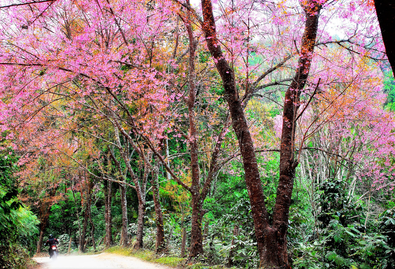 5 HIMALAYAN CHERRY Prunus Cerasoides Pink Flowers Red Fruit Tree Seeds