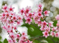 5 HIMALAYAN CHERRY Prunus Cerasoides Pink Flowers Red Fruit Tree Seeds