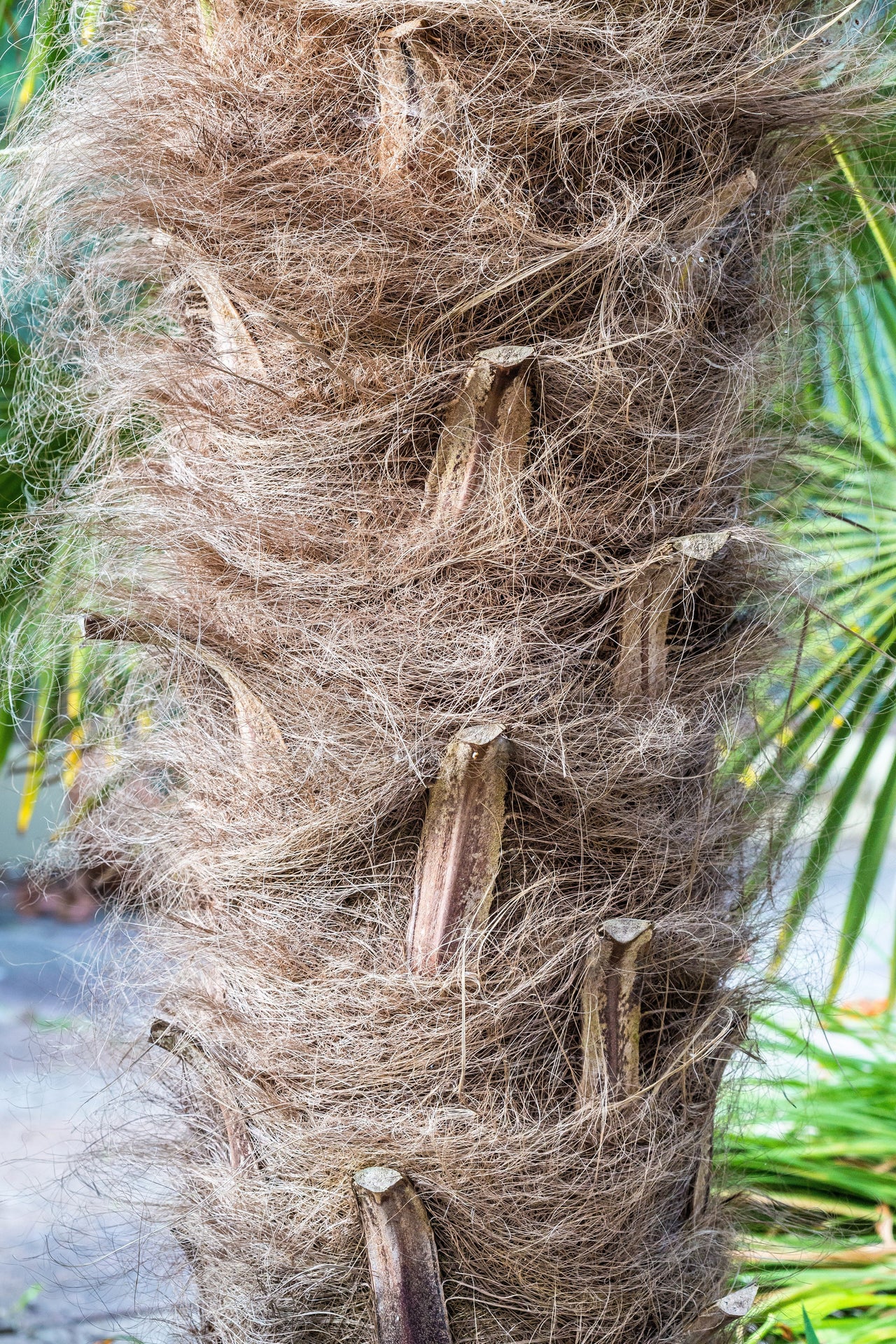 10 WAGNER WINDMILL PALM Dwarf Chusa Trachycarpus Fortunei Wagnerianus Tree Houseplant Seeds