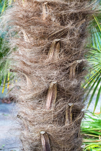 10 WAGNER WINDMILL PALM Dwarf Chusa Trachycarpus Fortunei Wagnerianus Tree Houseplant Seeds