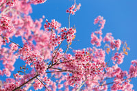 5 HIMALAYAN CHERRY Prunus Cerasoides Pink Flowers Red Fruit Tree Seeds