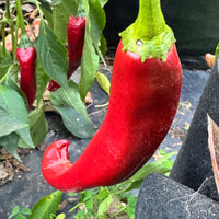Durango - Seeds - The Pepper Pantry (Formerly Marie Sharp's)
