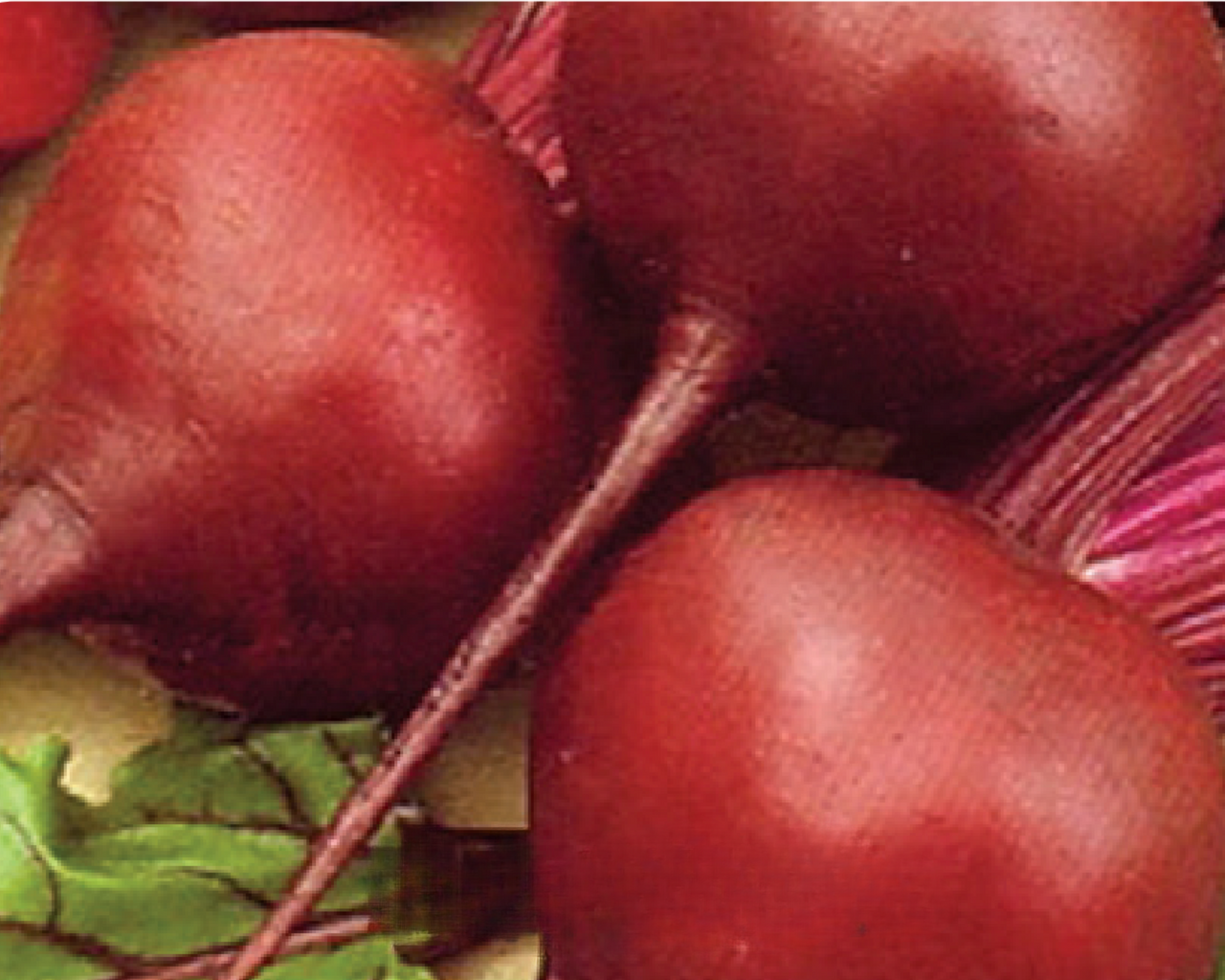 Early Wonder Beet Seeds