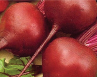 Early Wonder Beet Seeds