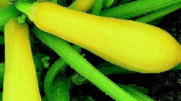 Enterprise Hybrid Squash Seeds