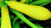 Enterprise Hybrid Squash Seeds