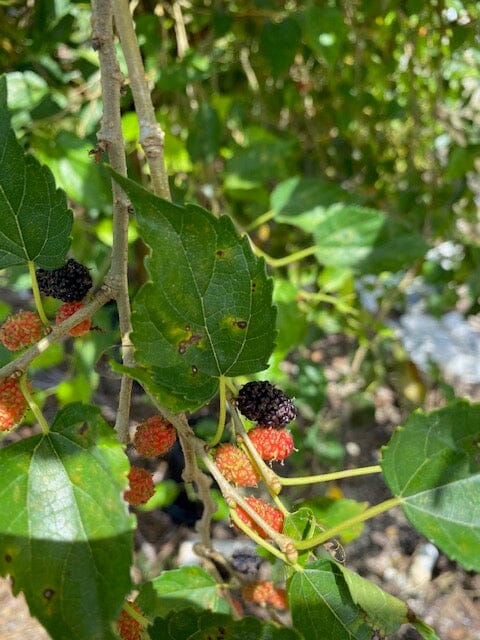 Mulberry Dwarf Everbearing Tree