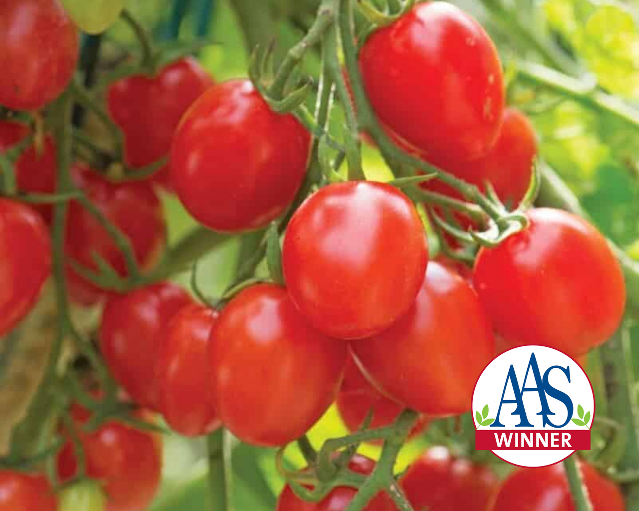 Fantastico Hybrid Tomato Seeds
