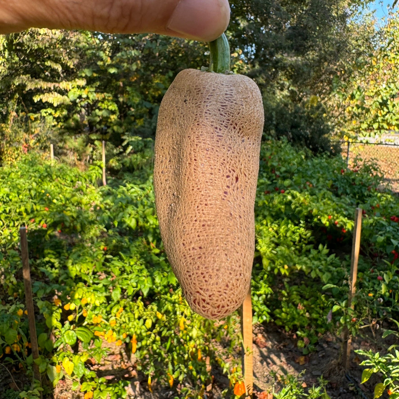Farmers Market Jalapeno - Seeds - The Pepper Pantry (Formerly Marie Sharp's)