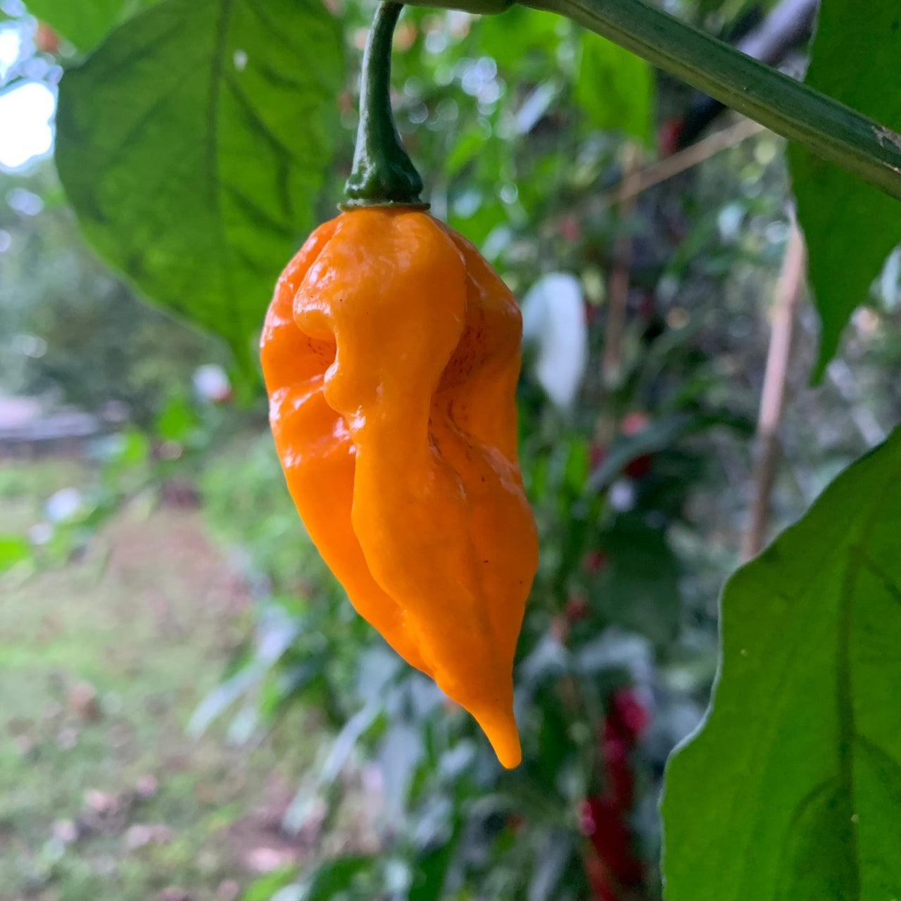 Fatalii - Seeds - The Pepper Pantry (Formerly Marie Sharp's)