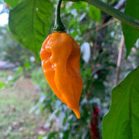 Fatalii - Seeds - The Pepper Pantry (Formerly Marie Sharp's)