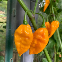 Fatalii - Seeds - The Pepper Pantry (Formerly Marie Sharp's)