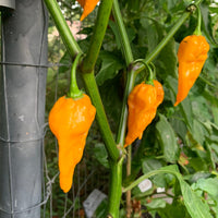 Fatalii - Seeds - The Pepper Pantry (Formerly Marie Sharp's)