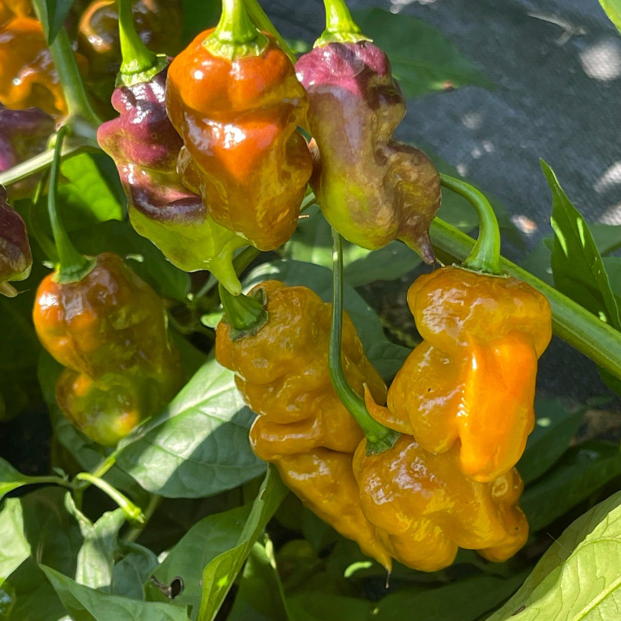 Flaming Nougat - Seeds - The Pepper Pantry (Formerly Marie Sharp's)