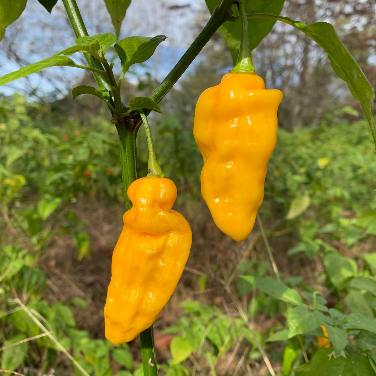Fools Gold Scorpion - Seeds - The Pepper Pantry (Formerly Marie Sharp's)