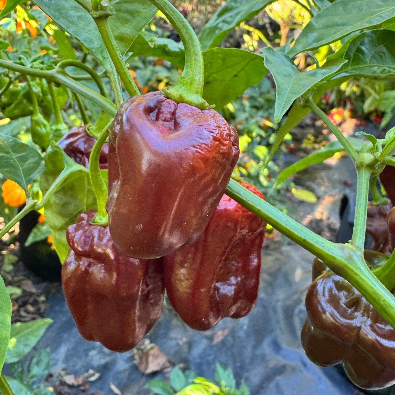 Giant Chocolate Habanero - Seeds - The Pepper Pantry (Formerly Marie Sharp's)