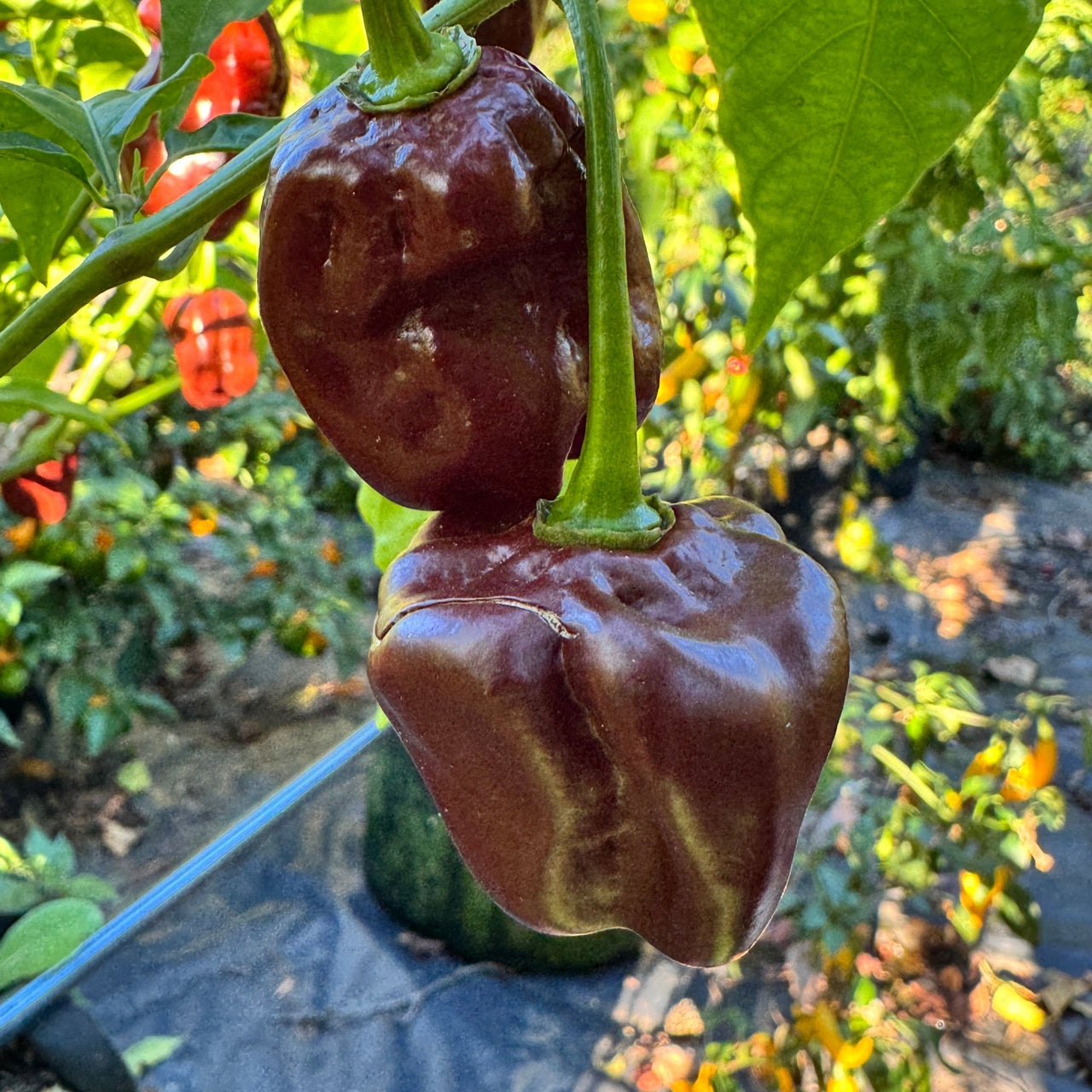 Giant Chocolate Habanero - Seeds - The Pepper Pantry (Formerly Marie Sharp's)