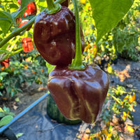 Giant Chocolate Habanero - Seeds - The Pepper Pantry (Formerly Marie Sharp's)
