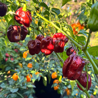 Giant Chocolate Habanero - Seeds - The Pepper Pantry (Formerly Marie Sharp's)