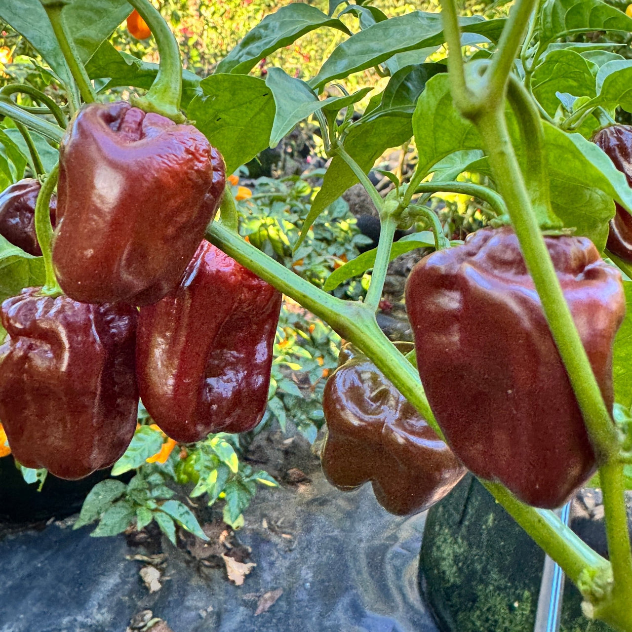 Giant Chocolate Habanero - Seeds - The Pepper Pantry (Formerly Marie Sharp's)