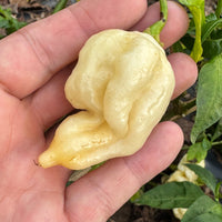 Giant White Scorpion - Seeds - The Pepper Pantry (Formerly Marie Sharp's)