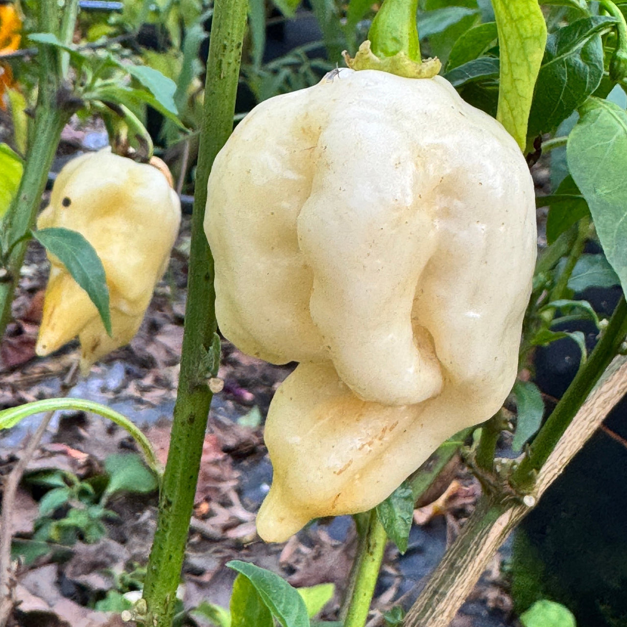 Giant White Scorpion - Seeds - The Pepper Pantry (Formerly Marie Sharp's)