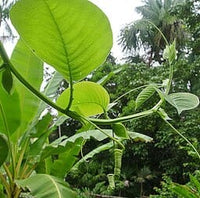 Giant Granadilla Plant