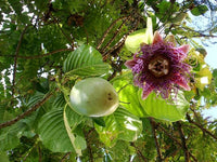 Giant Granadilla Plant