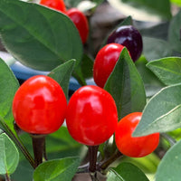 Girlyanda - Seeds - The Pepper Pantry (Formerly Marie Sharp's)