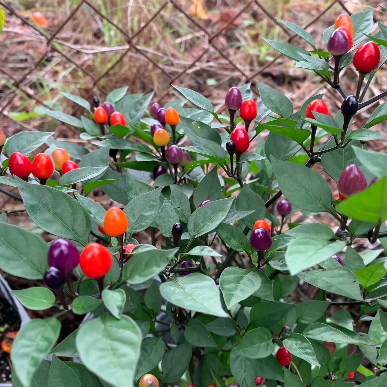 Girlyanda - Seeds - The Pepper Pantry (Formerly Marie Sharp's)