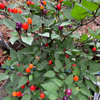 Girlyanda - Seeds - The Pepper Pantry (Formerly Marie Sharp's)