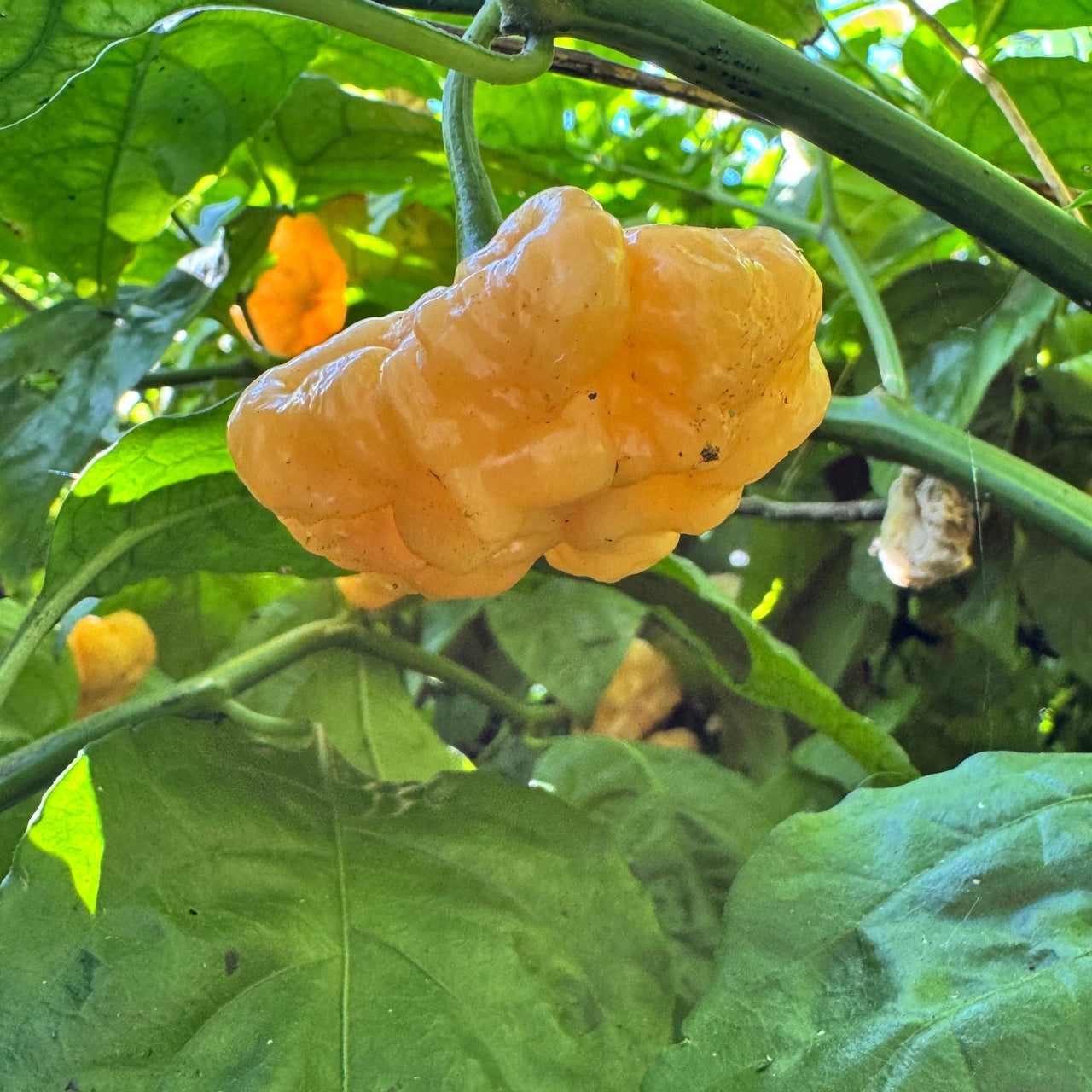 Goat Brains - Seeds - The Pepper Pantry (Formerly Marie Sharp's)