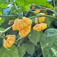 Goat Brains - Seeds - The Pepper Pantry (Formerly Marie Sharp's)