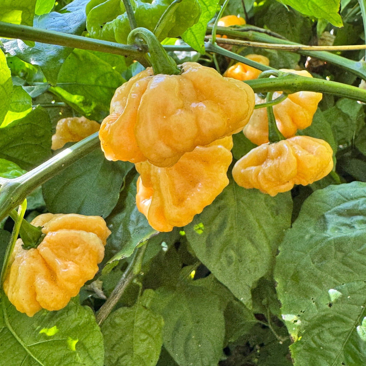 Goat Brains - Seeds - The Pepper Pantry (Formerly Marie Sharp's)