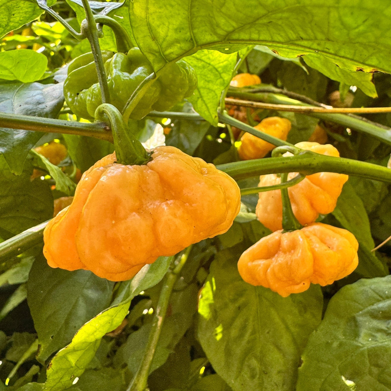 Goat Brains - Seeds - The Pepper Pantry (Formerly Marie Sharp's)