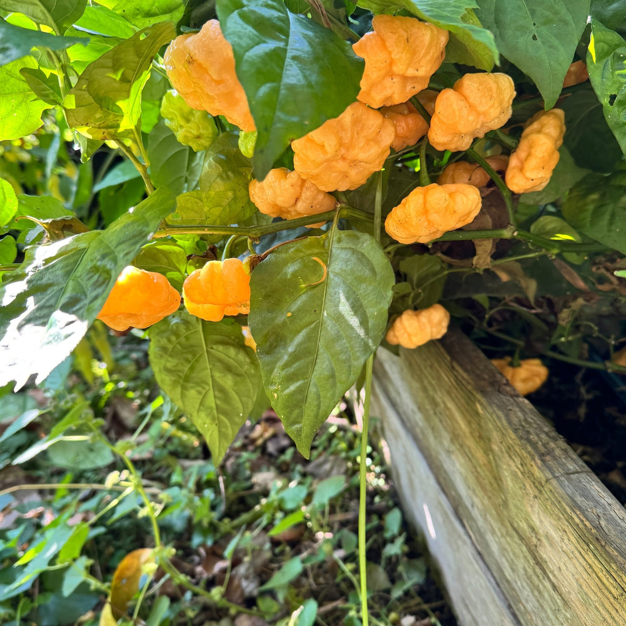 Goat Brains - Seeds - The Pepper Pantry (Formerly Marie Sharp's)