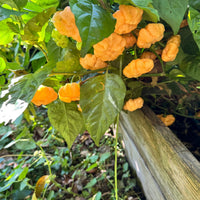 Goat Brains - Seeds - The Pepper Pantry (Formerly Marie Sharp's)