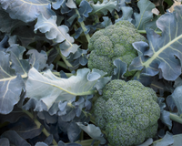 Godzilla Hybrid Broccoli Seeds
