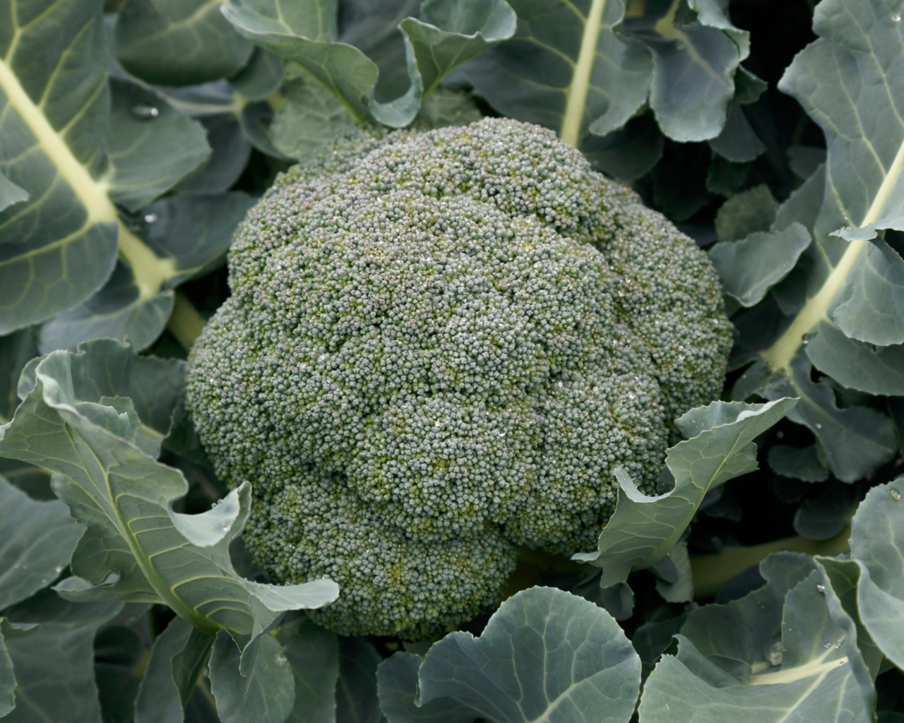 Godzilla Hybrid Broccoli Seeds