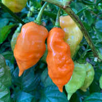 Habanada - Seeds - The Pepper Pantry (Formerly Marie Sharp's)