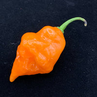 Habanada - Seeds - The Pepper Pantry (Formerly Marie Sharp's)