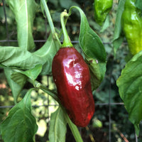 Habanero Black - Seeds - The Pepper Pantry (Formerly Marie Sharp's)
