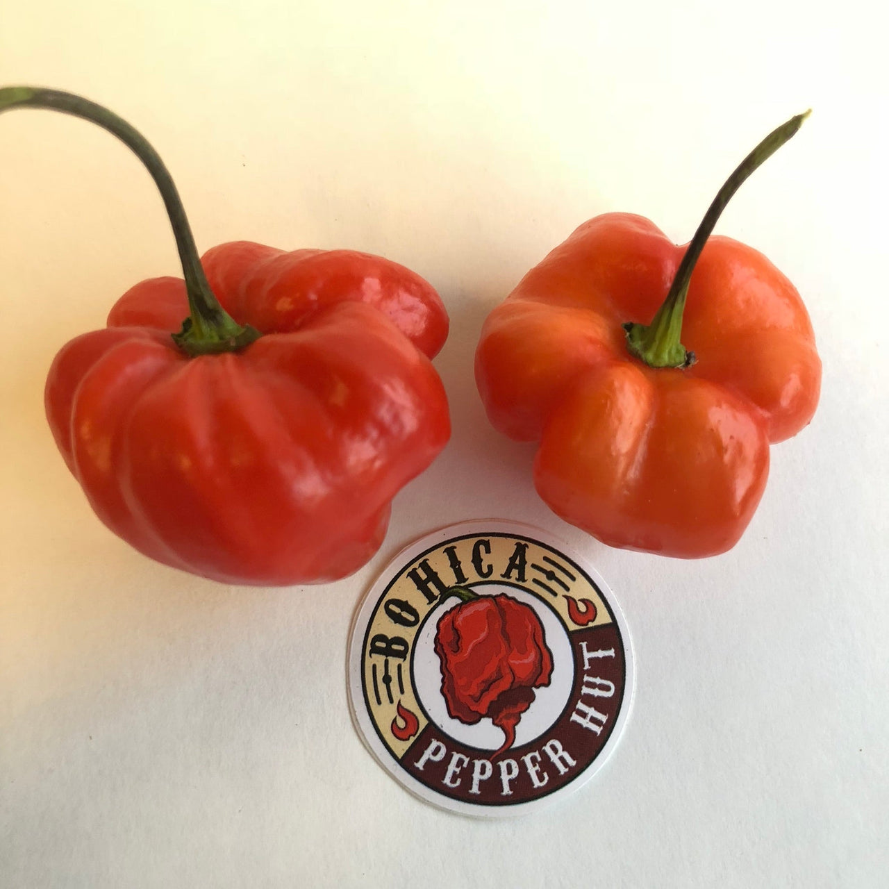 Habanero Caribbean Red - Seeds - The Pepper Pantry (Formerly Marie Sharp's)