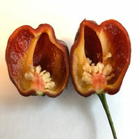 Habanero Chocolate - Seeds - The Pepper Pantry (Formerly Marie Sharp's)