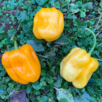 Habanero Pumpkin - Seeds - The Pepper Pantry (Formerly Marie Sharp's)